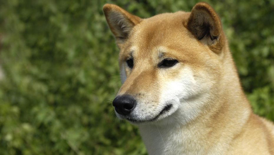 Canaan sales dog price